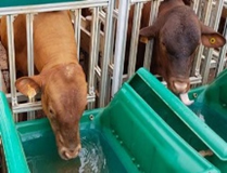 Agua para consumo animal